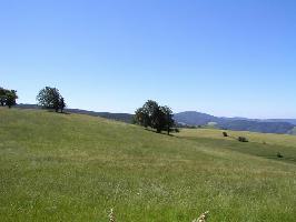 Windbuchen am Schauinsland