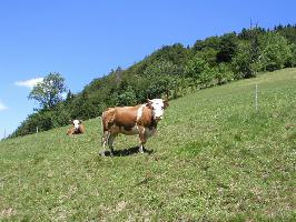 Weideabtrieb im Mnstertal