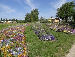 Landesgartenschau Neuenburg: Blütenband beim Wiedehüsli