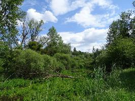 Auen-Wildnispfad Neuried: Natur am Lngerhin