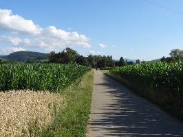Altgraben Wolfenweiler: Feldweg