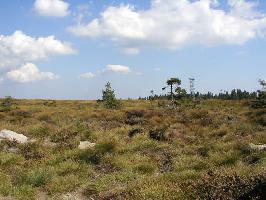 Hornisgrinde Hochmoor