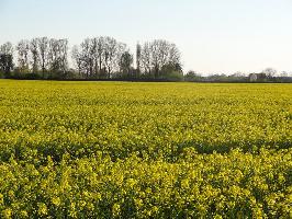 Rapsfeld bei Vordersexau