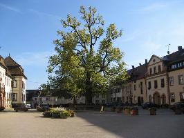 Linde Klosterplatz St. Peter