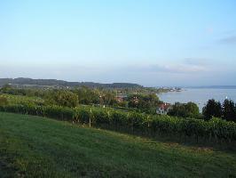 Weinbau am Bodensee