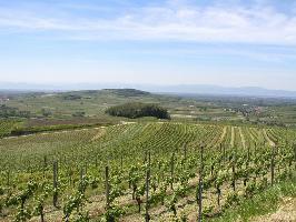 Sasbach am Kaiserstuhl  » Bild 18