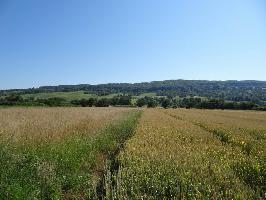 Haltingen: Blick Kferholz