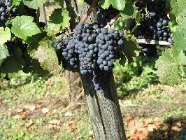 Weinbau in Südbaden